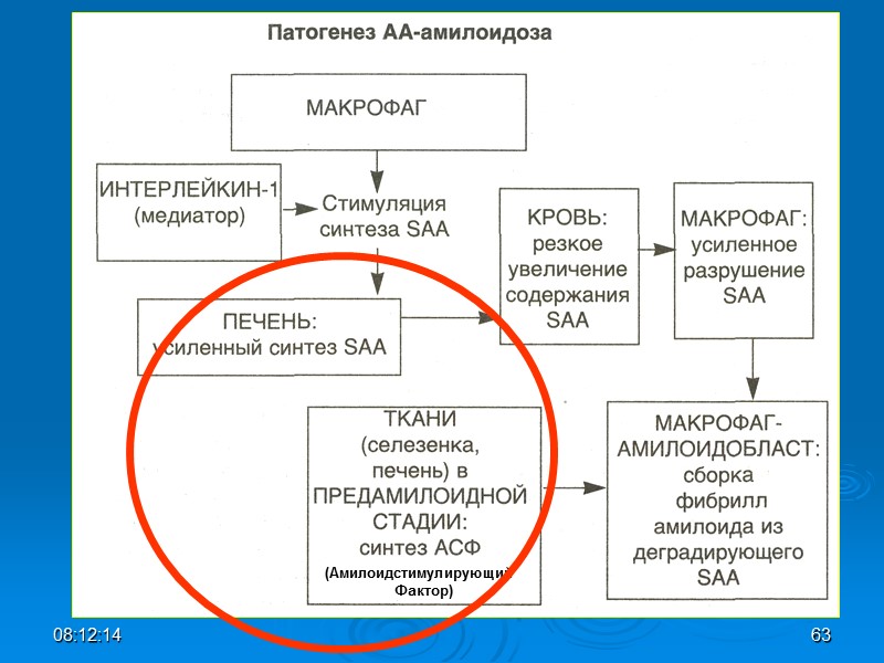 (Амилоидстимулирующий  Фактор) 08:12:02 63